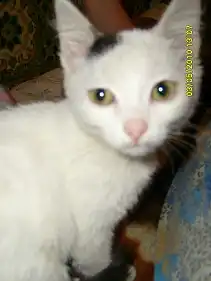 Беленький котенок