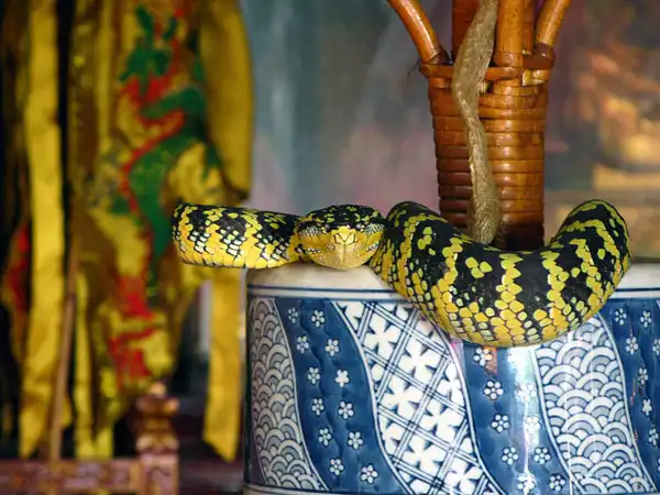 Храм змей на острове Пенанг