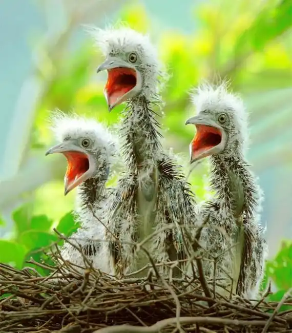 Красивые и смешные фотографии птиц