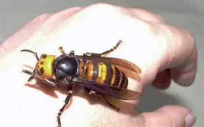5 наиболее устрашающих насекомых в мире