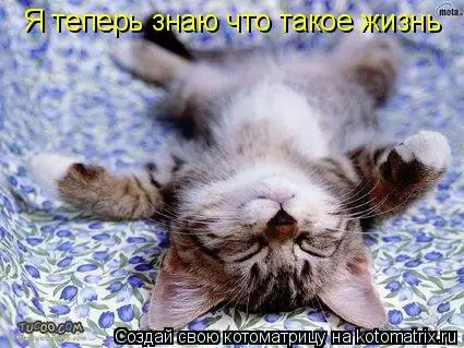 котоматрицы