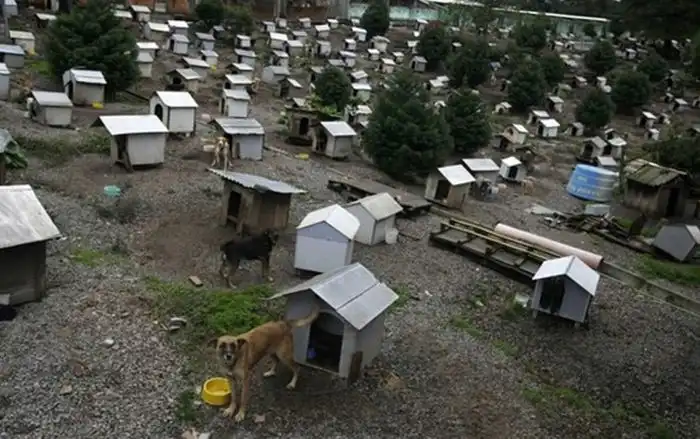 Трущобы для собак в Бразилии