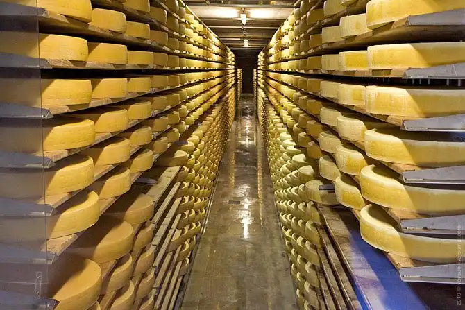 Как "делают" швейцарский сыр