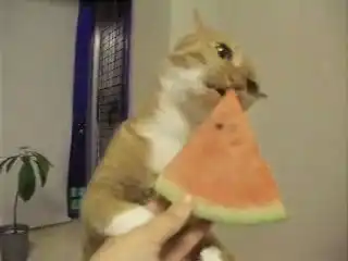 Кошак наяривает арбуз