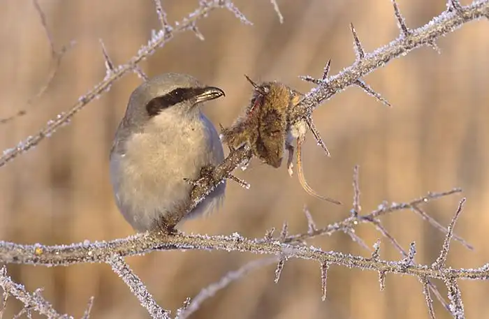 Сорокопут - птицы, хранящие добычу на деревьях