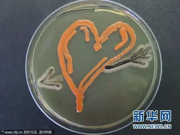 Рисунки, сделанные ...микробами