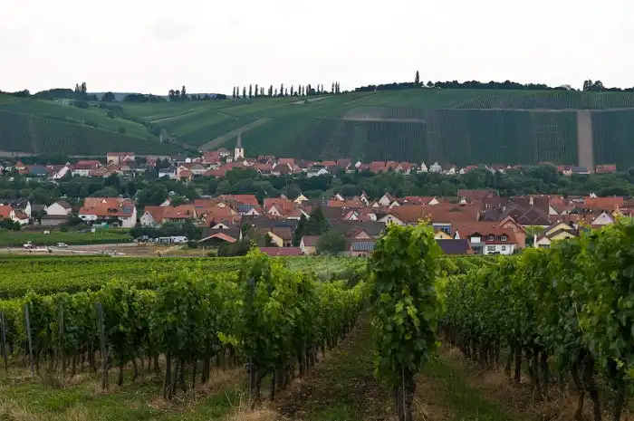 Виноделие в Германии