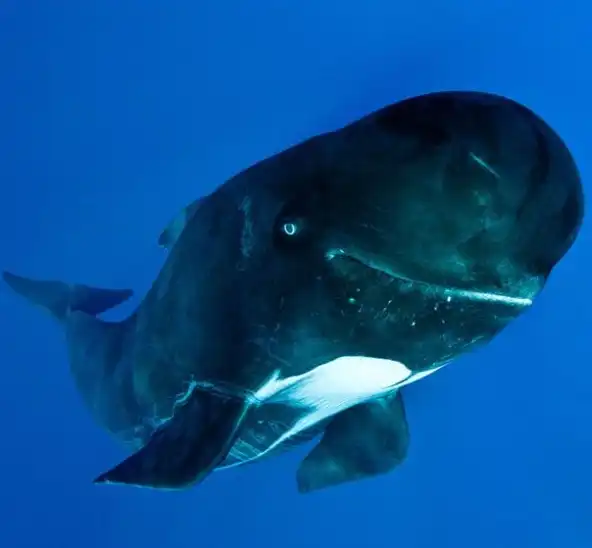 Улыбчивый кит