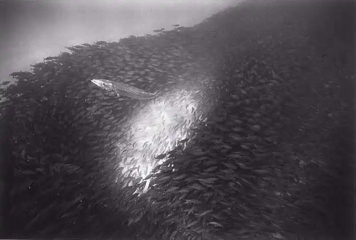 Черно-белые подводные фотографии