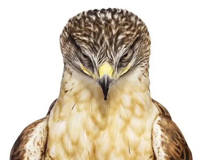 Очень красивые фото птиц от Эндрю Цукермана