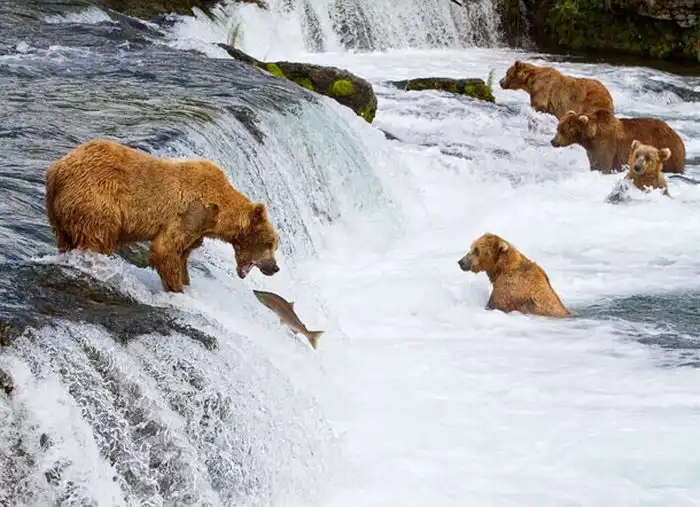 Рыбалка медведей на Аляске