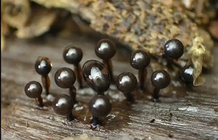 Красивые грибы плесени
