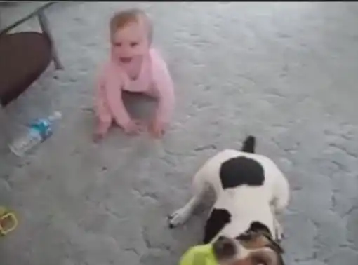 Ребетёнок кусает собачку:)