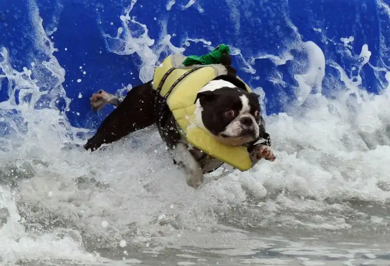 Турнир по серфингу среди собак 2010