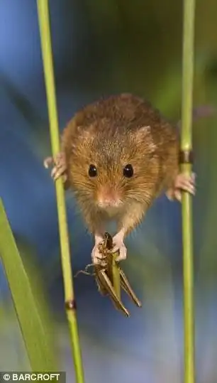 Интересные фото из жизни мышей