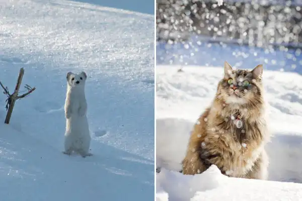 Снежные животные