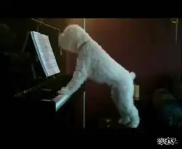 А какие таланты у вашей собаки?))
