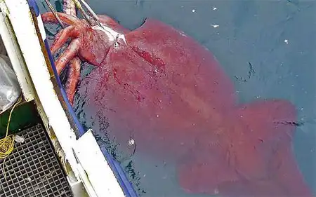 Самый большой в мире кальмар