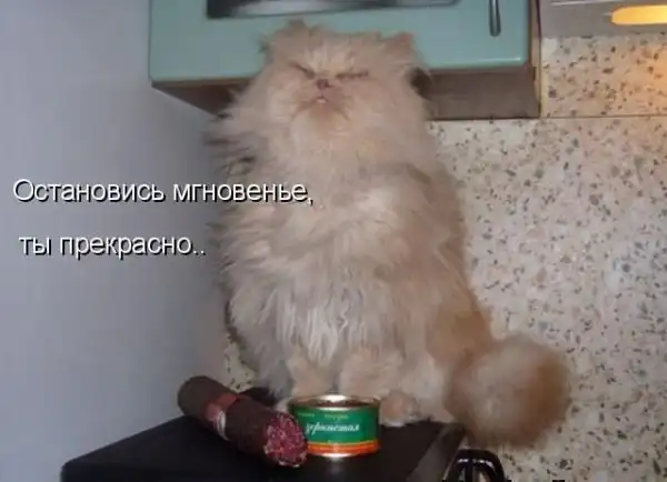 Котоматрицы