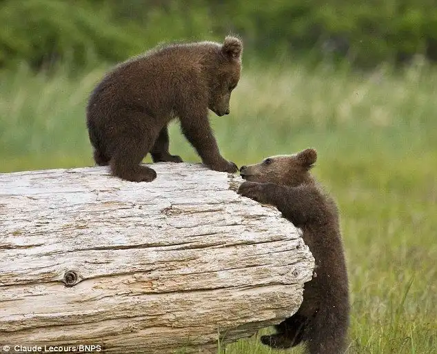 Медвежата играют в бокс