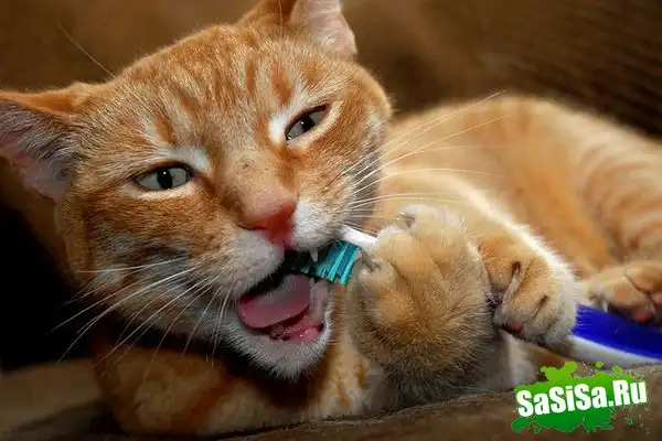 Кошки тоже чистят зубы