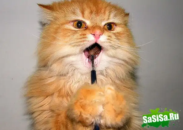 Кошки тоже чистят зубы