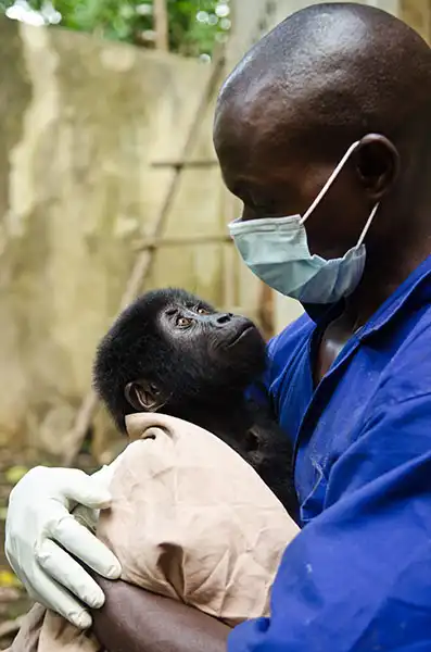 Из рук браконьеров: спасение детеныша гориллы