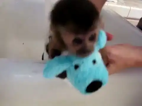 Купание маленькой обезьянки