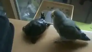 Попугаю не понравилась черепашка