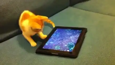 Милый котенок играет с виртуальным аквариумом