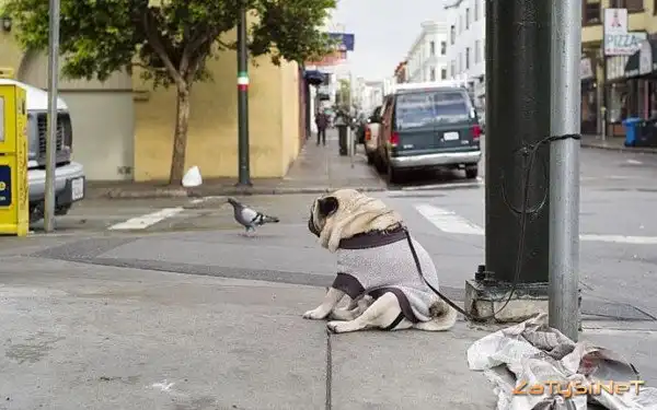 Самая грустная собака в мире