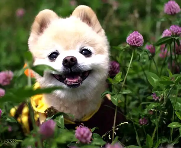 Шунсуке - самый милый щенок Японии(31фото)