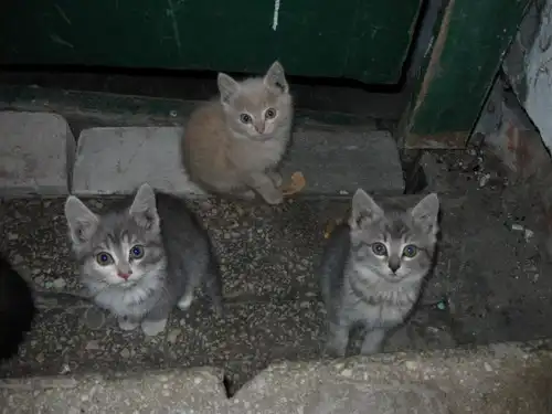 4 маленьких красивых котят ищут дом или передержку СРОЧНО!