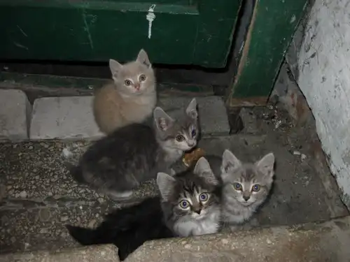 4 маленьких красивых котят ищут дом или передержку СРОЧНО!