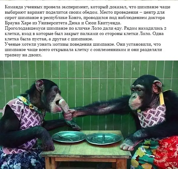 Не стоит осуждать проституток: обезьяны занимаются тем же