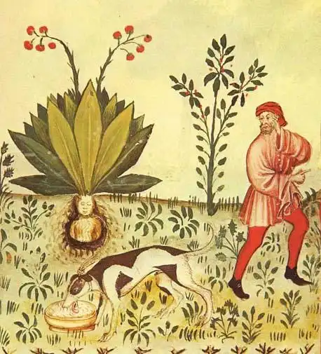 Мандрагора - человекоподобное растение