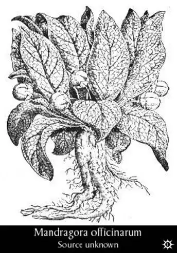 Мандрагора - человекоподобное растение