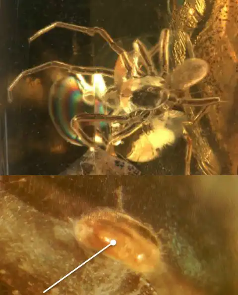 Ученые отсканировали клеща, сидящего на пауке