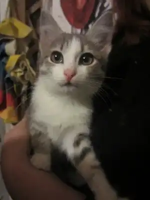 Кошечка-принцесса (3 месяца)