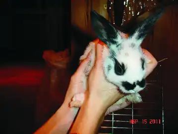 Пушистые комочки-кролики в самые добрые руки!!!