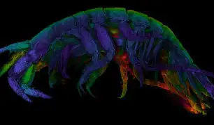 Биологи причислили креветок к шелкопрядам