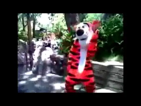 Тигр отжигает