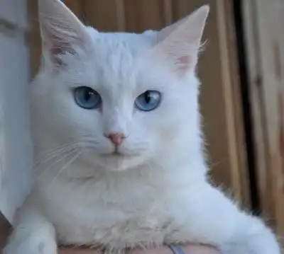 Белоснежная принцесса-кошка, в самые добрые руки!!!