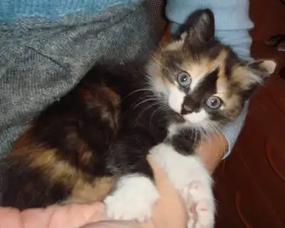Трехцветный котенок - девочка, небывалой красоты в добрые руки!!!