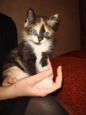 Трехцветный котенок - девочка, небывалой красоты в добрые руки!!!