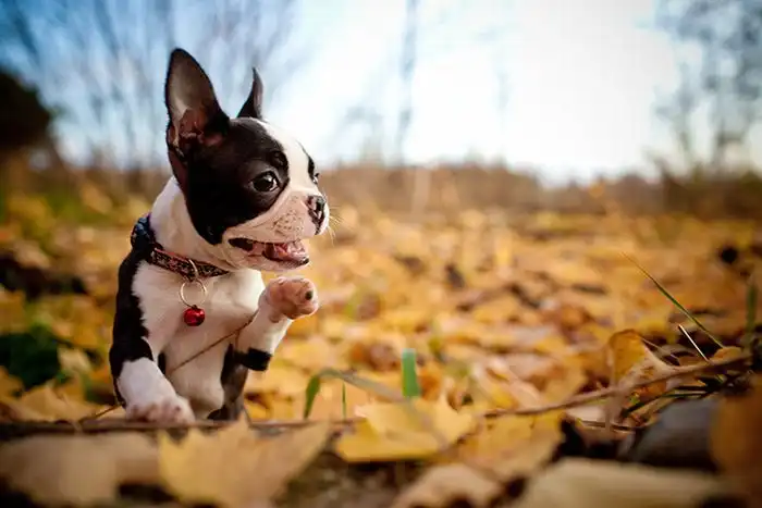 Собаки играют в листьях