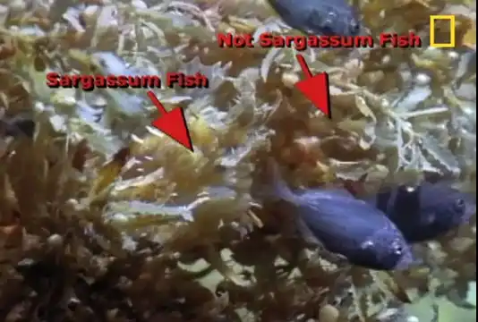 Рыбки против саргассума