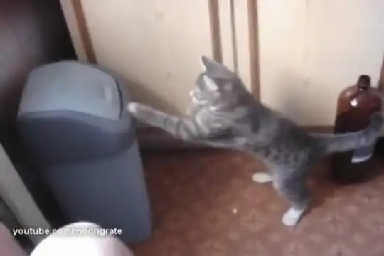 Смешной кот-боксер отрабатывает удары