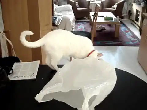 Пластиковый пакет напал на кота