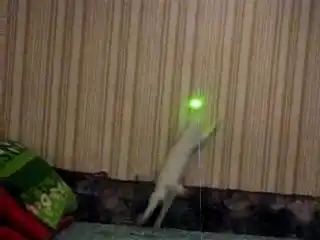 Котей и лазер